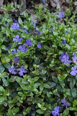 Ralph Shugert Variegated Periwinkle (Vinca Minor) - 6 Pack Of Pint Pots -Garden Plant Shop vinca minor ralph shugert variegated evergreen periwinkle 4 2