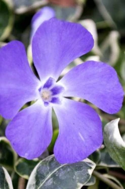 Ralph Shugert Variegated Periwinkle - Vinca Minor - 5 Pack Of Pint Pots -Garden Plant Shop vinca minor ralph shugert variegated evergreen periwinkle 6