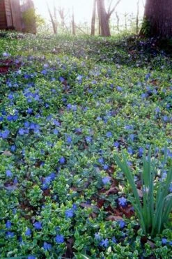 Ralph Shugert Variegated Periwinkle - Vinca Minor - 5 Pack Of Pint Pots -Garden Plant Shop vinca minor ralph shugert variegated evergreen periwinkle 7