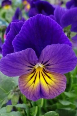 Celestial Northern Lights Hardy Viola - 5 Pack Of Quarts -Garden Plant Shop viola celestial northern lights 2