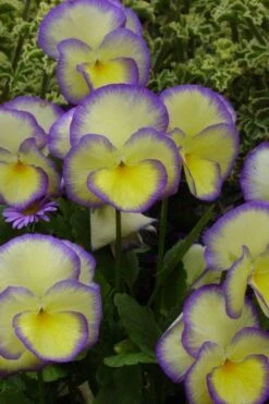 Etain Hardy Viola - 5 Pack Of Quart Pots -Garden Plant Shop viola etain 1