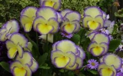 Etain Hardy Viola - 5 Pack Of Quart Pots -Garden Plant Shop viola etain 2