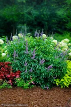 Blue Diddley Dwarf Chaste Tree (Vitex Agnus-castus) - 1 Gallon Pot 10 Blue Diddley Dwarf Chaste Tree (Vitex Agnus-castus) - 1 Gallon Pot -Garden Plant Shop vitex agnus castus blue diddley 22