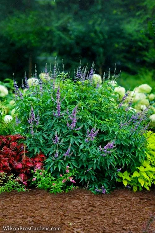 Blue Diddley Dwarf Chaste Tree (Vitex Agnus-castus) - 1 Gallon Pot 5 Blue Diddley Dwarf Chaste Tree (Vitex Agnus-castus) - 1 Gallon Pot - Image 5