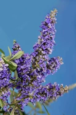 Delta Blues Chaste Tree (Vitex) - 7 Gallon Pot 7 Delta Blues Chaste Tree (Vitex) - 7 Gallon Pot -Garden Plant Shop vitex agnus castus delta blues 22