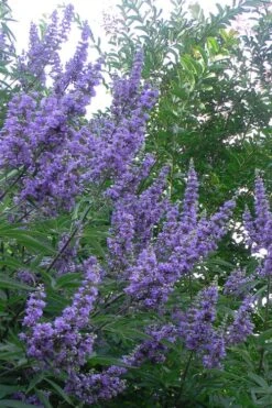 Shoal Creek Chaste Tree (Vitex) - 6 Pack Of 1 Gallon Pots