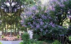Shoal Creek Chaste Tree (Vitex) - 5 Gallon Pot -Garden Plant Shop vitex agnus castus shoal creek chaste tree 53 2