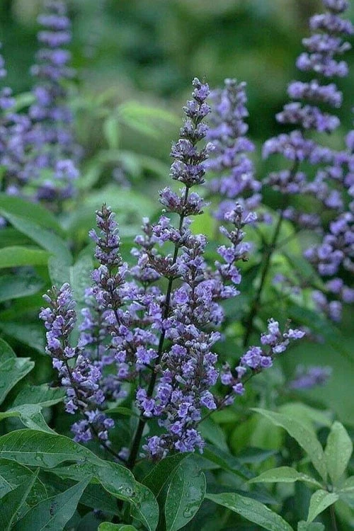 Blue Diddley Dwarf Chaste Tree - Vitex Agnus-castus - 3 Gallon Pot 1 Blue Diddley Dwarf Chaste Tree - Vitex Agnus-castus - 3 Gallon Pot
