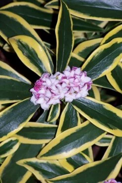 Marianni Variegated Pink Winter Daphne - 2 Gallon Pot 9 Marianni Variegated Pink Winter Daphne - 2 Gallon Pot -Garden Plant Shop winter daphne marianni 3