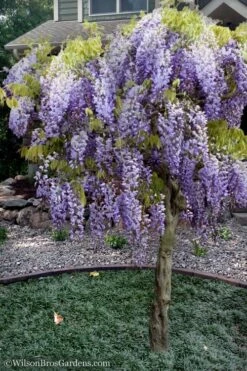 Blue Chinese Wisteria Vine (Wisteria Sinensis) - 3 Gallon Pot -Garden Plant Shop wisteria sinensis chinese blue 8