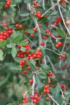 Weeping Yaupon Holly (Ilex Vomitoria 'Pendula') - 7 Gallon Pot (7-8') -Garden Plant Shop yaupon holly weeping 13