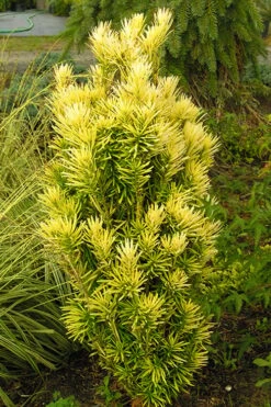 Korean Gold Plum Yew (Cephalotaxus) - 3 Gallon Pot -Garden Plant Shop yew korean gold 2 500x750 1