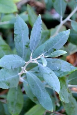 Woodlanders Blue Dusty Zenobia (Honeycup) - 1 Gallon Pot 13 Woodlanders Blue Dusty Zenobia (Honeycup) - 1 Gallon Pot -Garden Plant Shop zenobia woodlanders blue 21 1