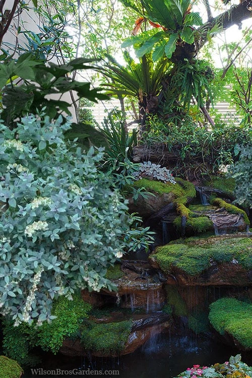 Woodlanders Blue Dusty Zenobia (Honeycup) - 1 Gallon Pot 4 Woodlanders Blue Dusty Zenobia (Honeycup) - 1 Gallon Pot - Image 4