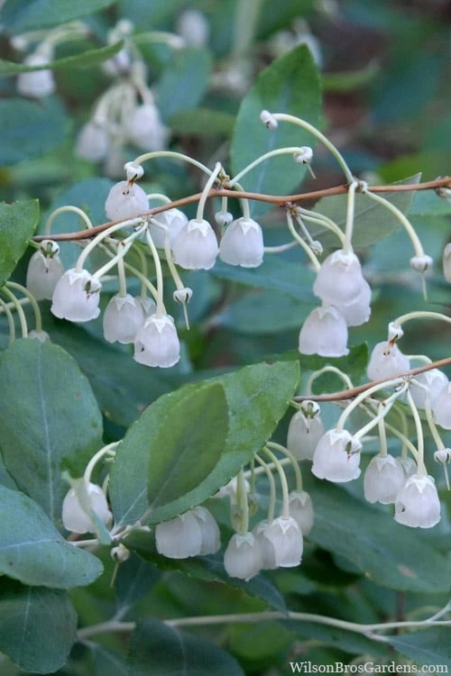 Woodlanders Blue Dusty Zenobia (Honeycup) - 1 Gallon Pot 1 Woodlanders Blue Dusty Zenobia (Honeycup) - 1 Gallon Pot