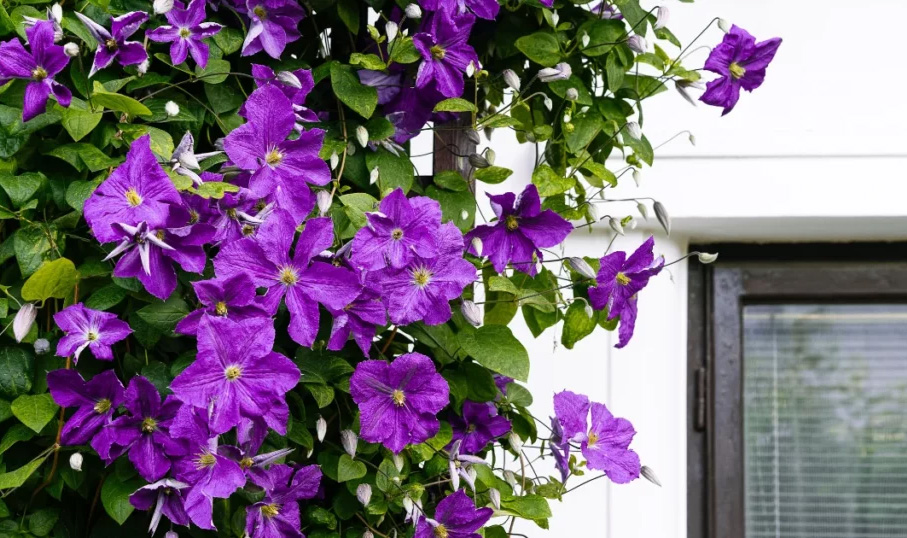 Garden Plant Shop -Garden Plant Shop 2